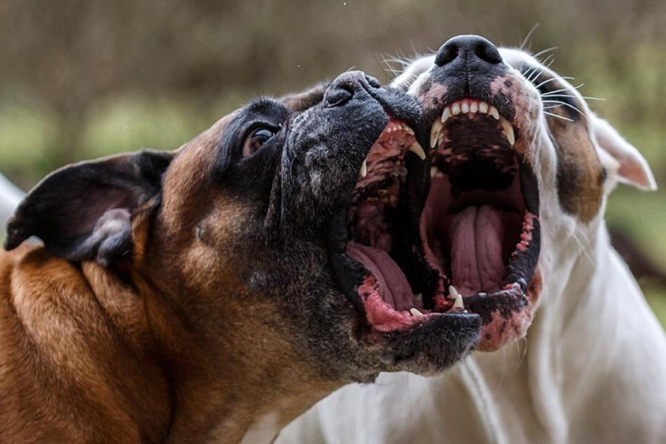 Die Hunde töteten ihr Opfer brutal (Symbolbild).