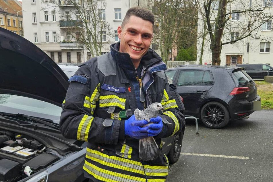 Dieser Ausflug ging nochmal gut: Leipzigs Feuerwehrleute haben am Sonntag eine Taube aus einer misslichen Lage gerettet. Der Vogel hatte sich in ein den Motorraum eines Autos verirrt.