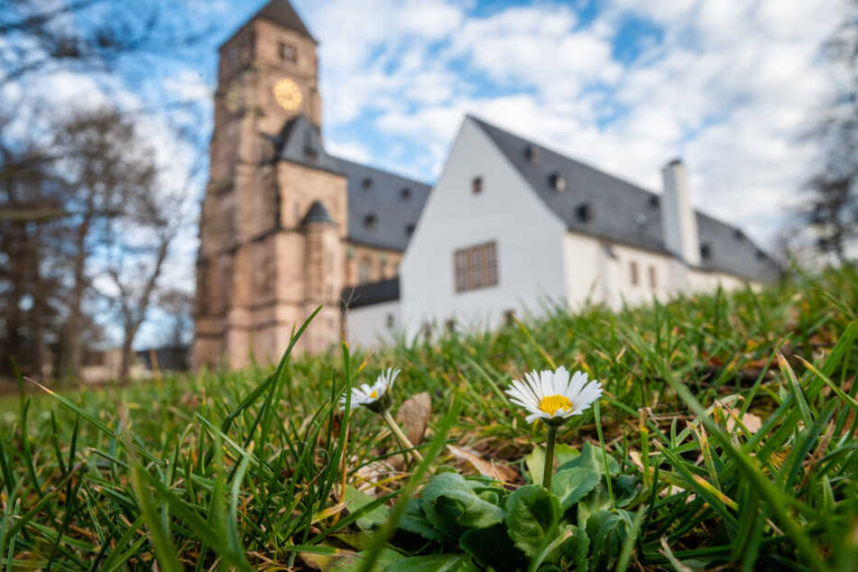 Auf der Wiese vor der Schlosskirche blühen mitten im Winter die Gänseblümchen.