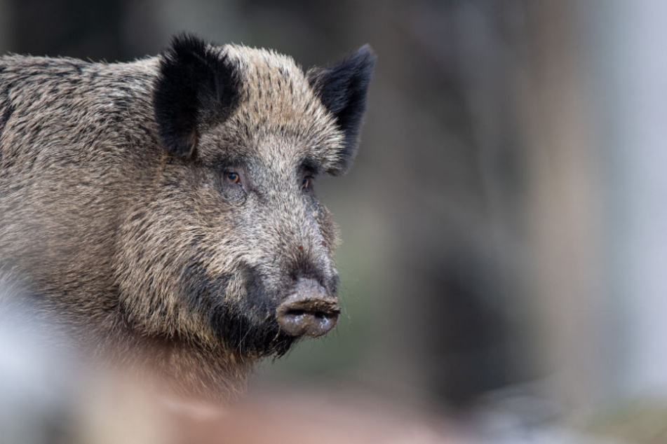 Ein Wildschwein steht auf einem Plateau im Wald.