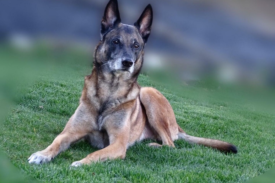 Diensthund Ivo von der Bundespolizei Dortmund geht in Hunderente.