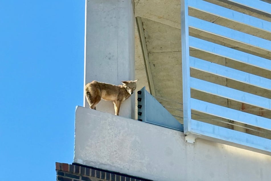 Mehrere Stunden verbrachte das Tier auf dem Dach in der zweiten Etage.