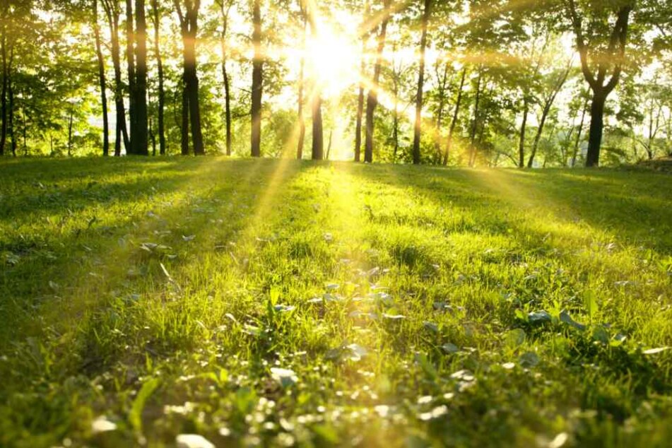 Bei strahlendem Sonnenschein ist es Zeit für einen Spaziergang. Symbolbild)