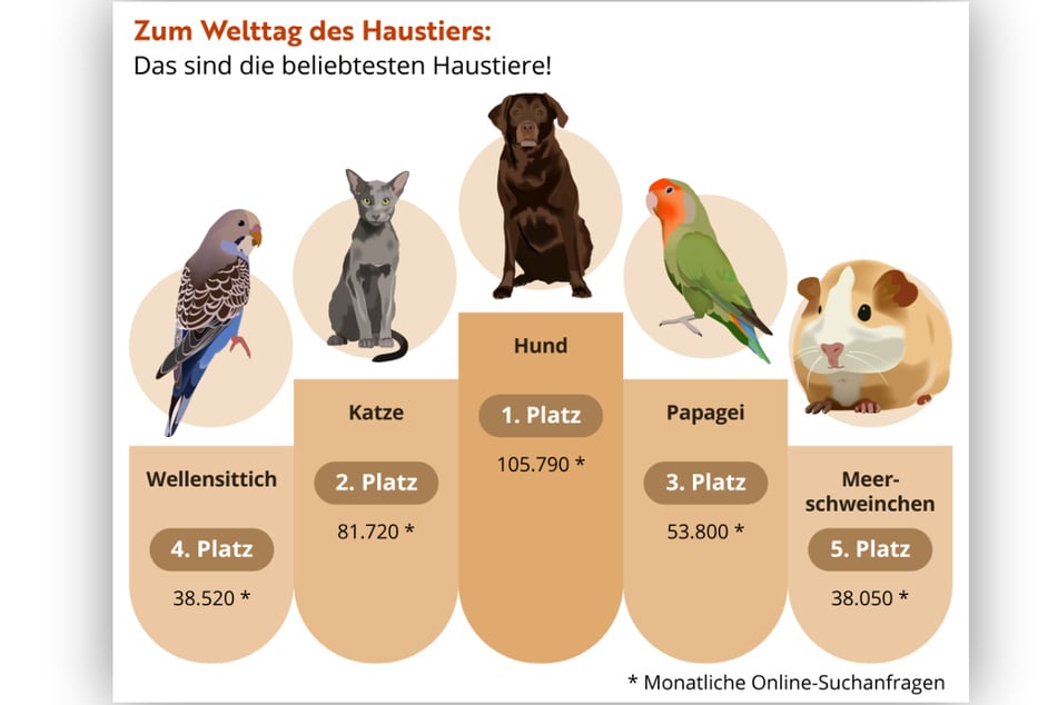 Für die Anschaffung dieser Haustiere interessieren sich Menschen in Deutschland besonders.