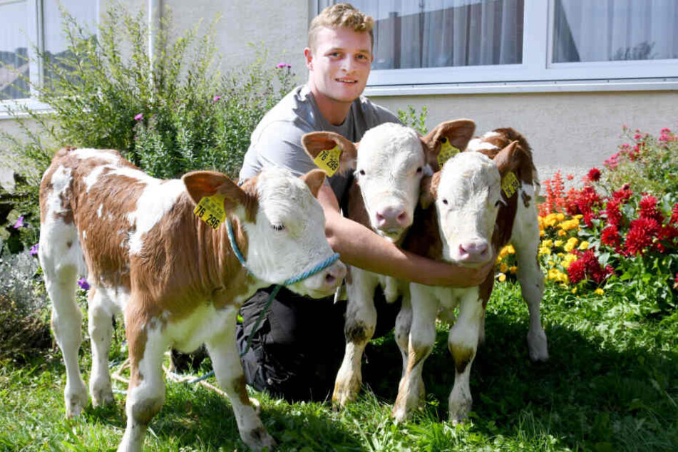 Gleich drei Kälber stehen mit ihrem Besitzer Florian Rein auf dem Öschbachtalhof.