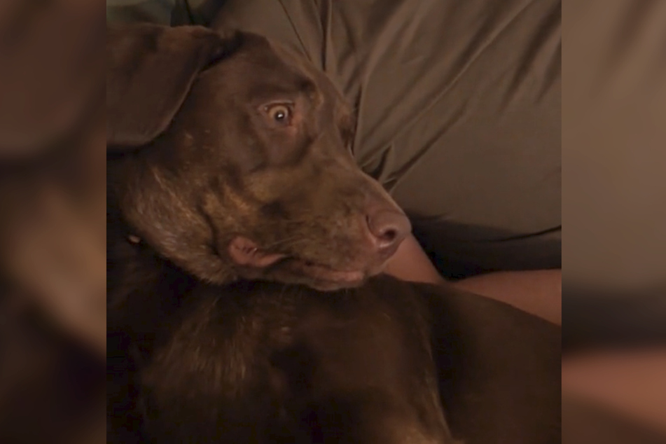 This chocolate lab was not amused when she saw a show about dogs with bad behavior!