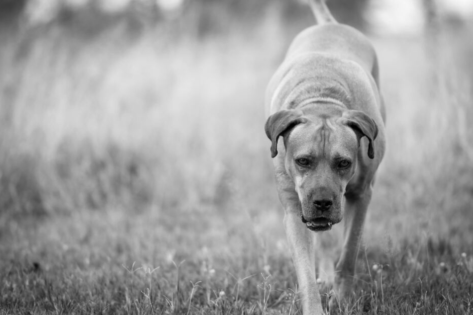 Bei dem verletzten Hund handelt es sich um einen South African Boerboel. (Symbolbild)
