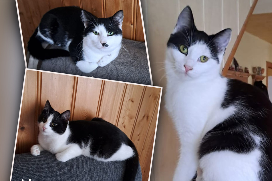 Katzen-Trio auf WG-Suche: Wer verliebt sich in Morli, Fräulein Mimi und Herr Müller?