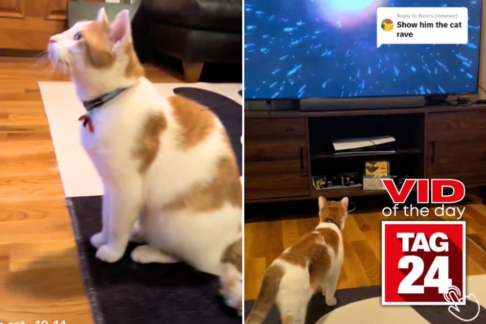 Today's Viral Video of the Day features a cat that was stunned after seeing a viral "cat rave" video on the TV!