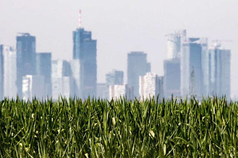 Flimmernd ist die Skyline von Frankfurt bei der Hitze zu erkennen.