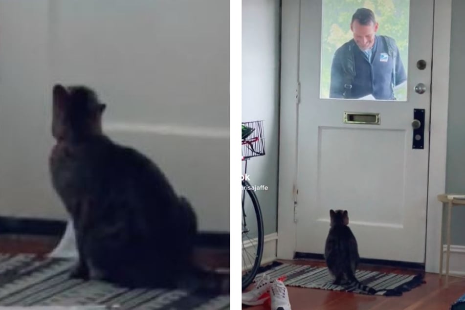 Cat gets special delivery from a hunky mailman that has TikTok crushing