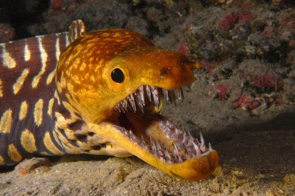 More than 200 moray eel species are known.