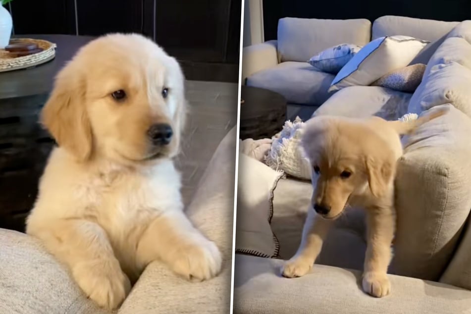 Mit zwei Monaten eroberte Golden Retriever Beau das Sofa.