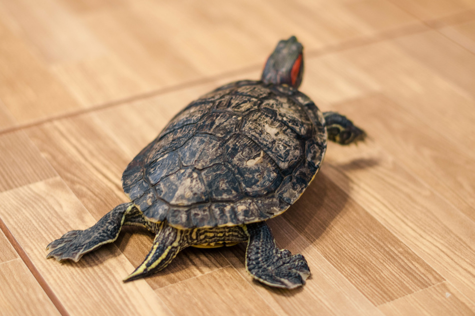 Rotfußschildkröten können zwei bis drei Jahre ohne Nahrung überleben.