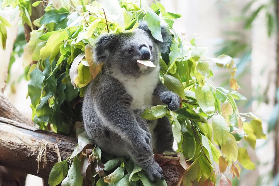 Zu einer der Hauptattraktionen gehört aktuell das Koala-Jungtier Inala.