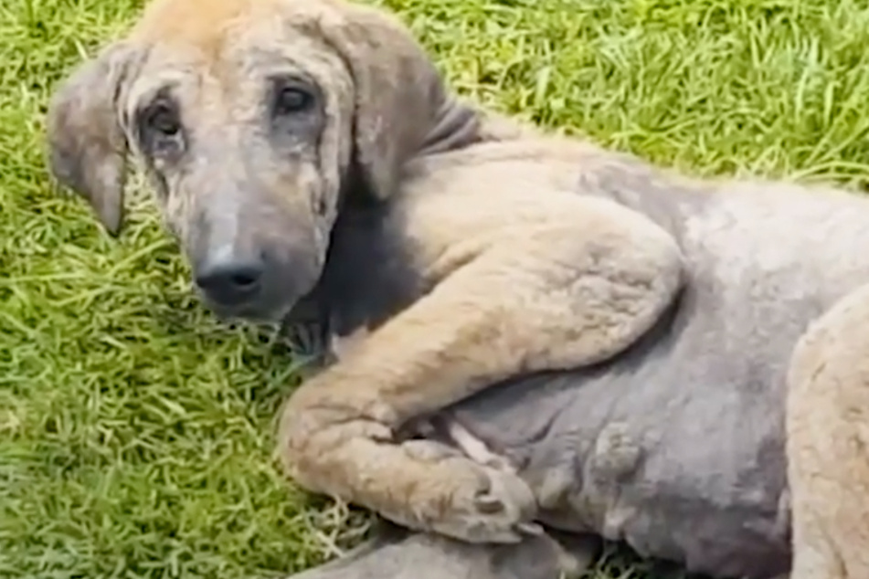 Der arme "Doby" lebte in Bali auf der Straße, bis er endlich gerettet wurde.