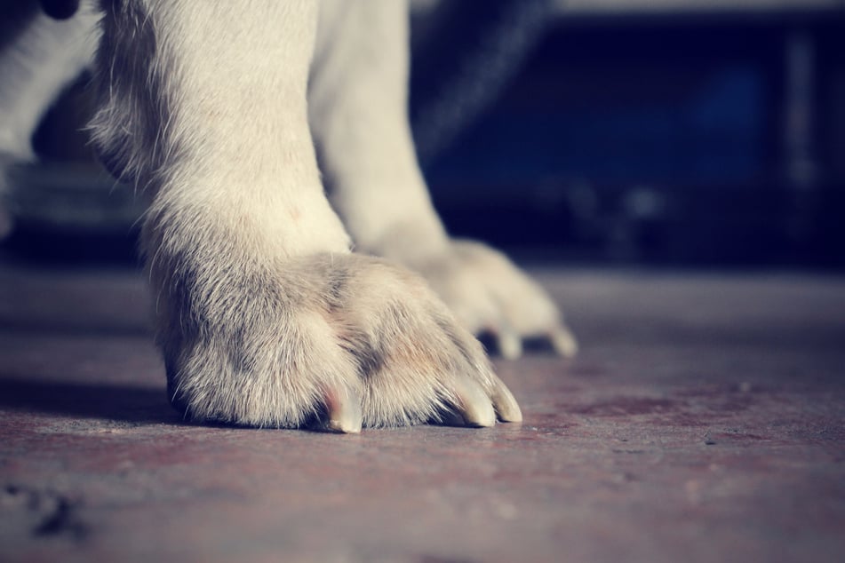 Ein Hundewelpe ist rund 2000 Kilometer im Motorraum eines Autos mitgefahren. (Symbolbild)