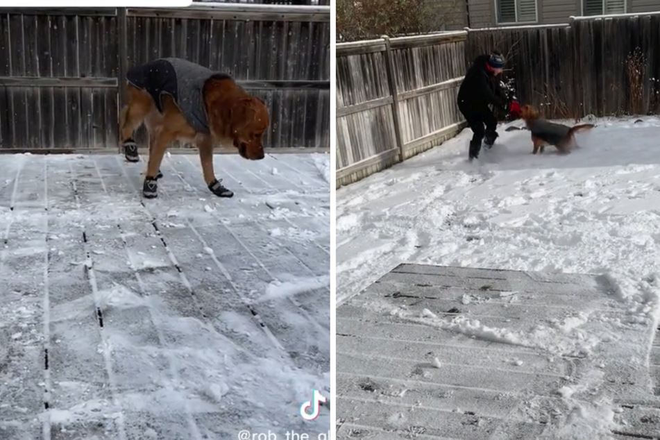 Zwar ist Tucker noch etwas unsicher auf den Beinen – mit seinem Herrchen macht das Tollen im Schnee trotzdem Spaß!
