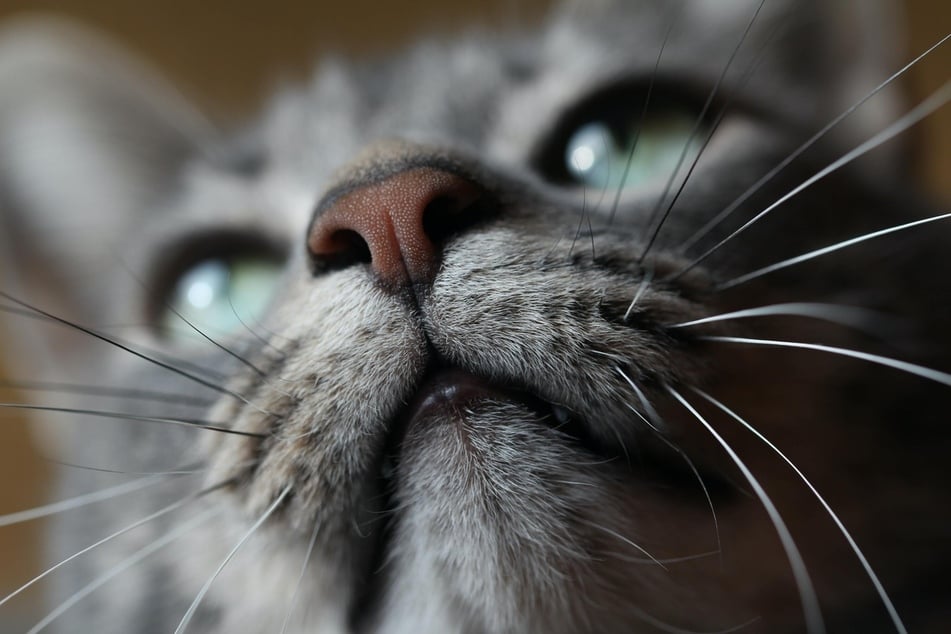 Die feine Nase von Katzen reagiert besonders sensibel auf intensive Gerüche.