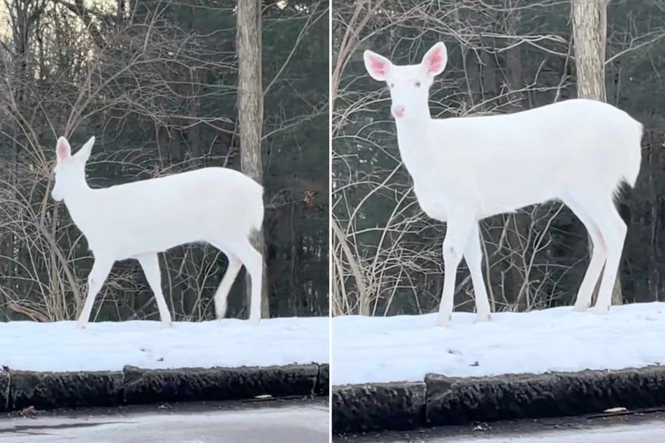 A woman filmed an extremely rare and impressive animal on the road, and the magical video has now inspired millions of TikTok users.