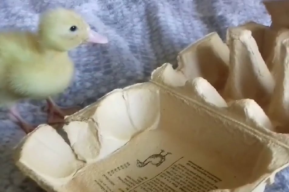 In der Packung, die Charli Lello kaufte, waren gleich drei befruchtete Eier, aus denen die Entlein schlüpften.