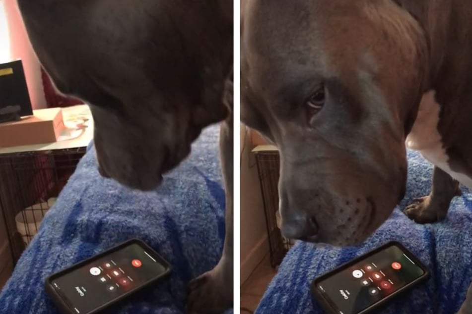 Hund hört Frauchen am Telefon: Seine Reaktion ist so rührend