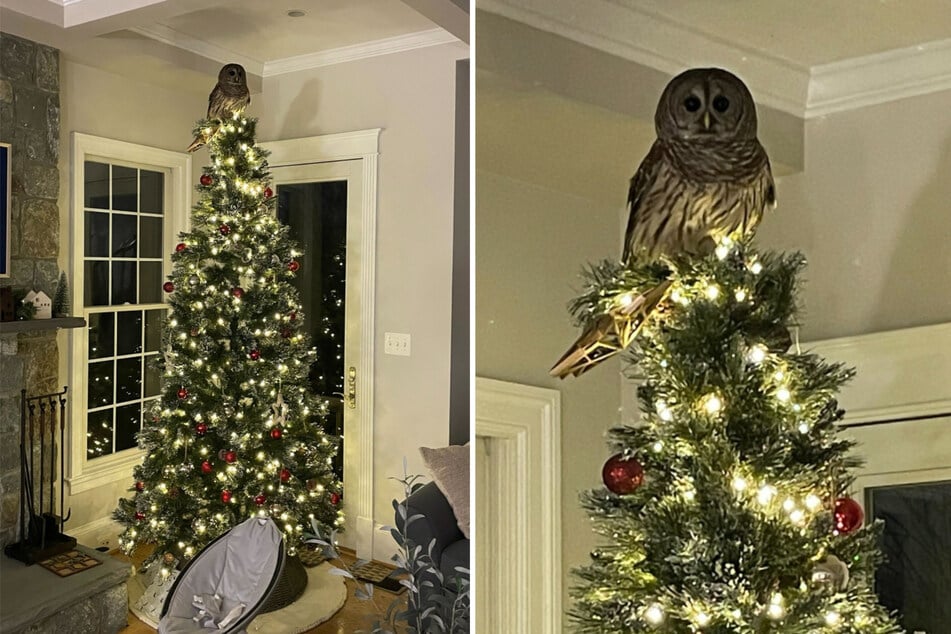 Der Sperlingskauz thronte auf dem Christbaum und ersetzte damit die Baumspitze.