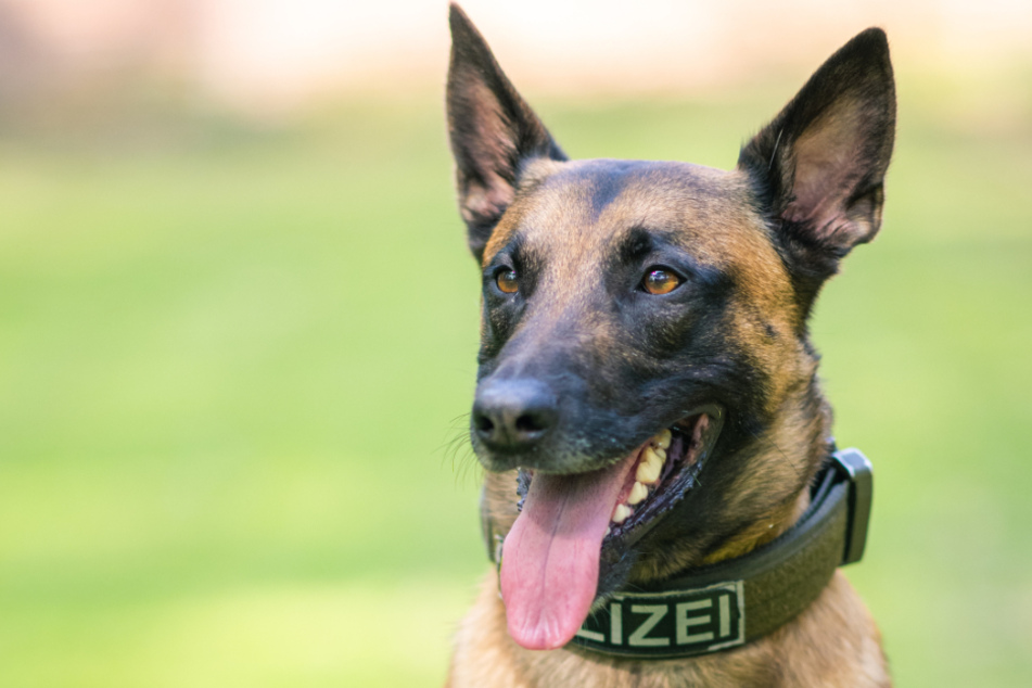 Noch ist unklar, warum der Hund so handelte (Symbolfoto).