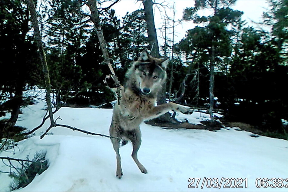 Das leise Geräusch einer Wildtier-Kamera weckte den Spieltrieb eines Wolfes.