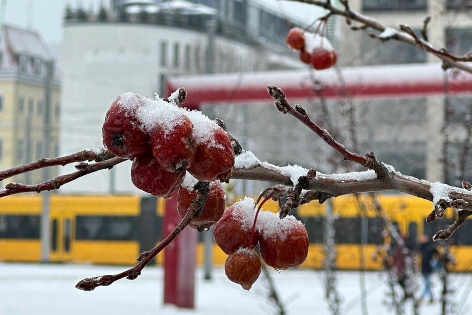 Der Frost hat auch seine schönen Seiten.