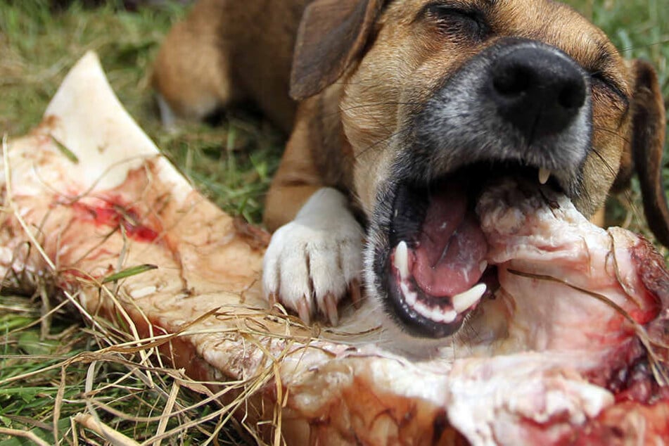 Die Studie warnt davor, dem Hund "geräucherte oder behandelte" Knochen zu füttern.
