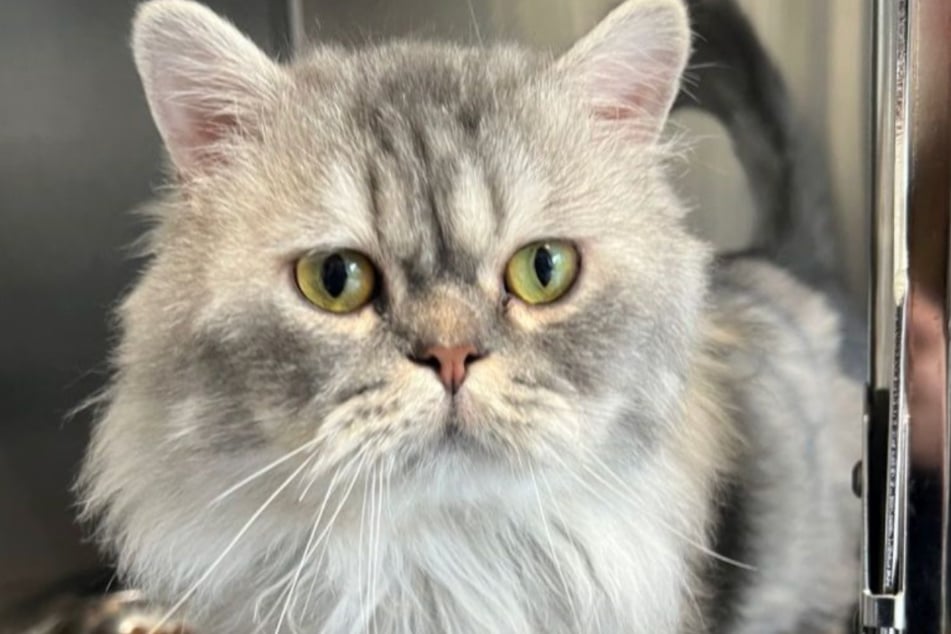 Perserkater Axel kam ins Tierheim, nachdem sein Herrchen leider verstorben war.