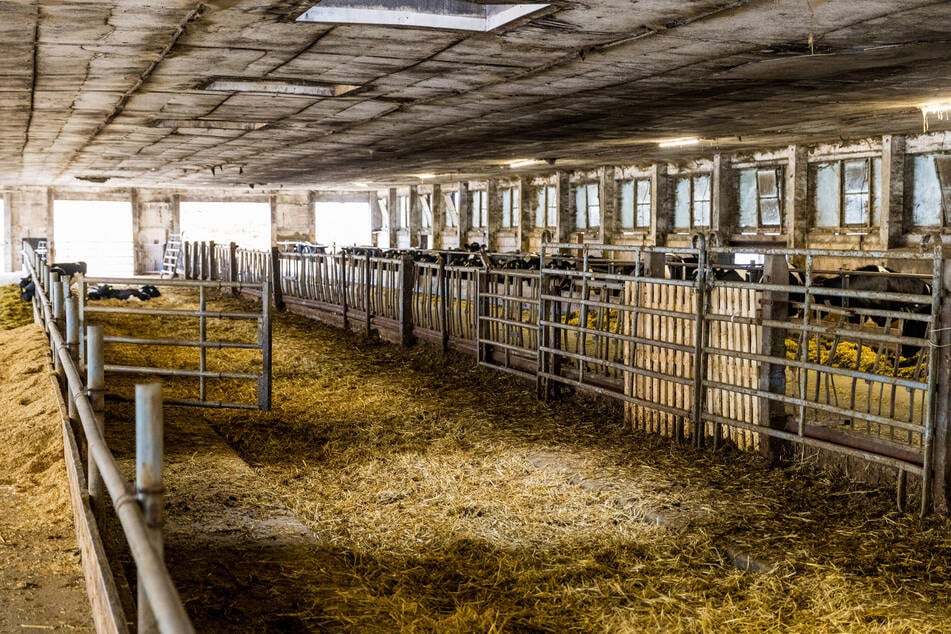 Dem Betrieb fehlt auf einen Schlag eine komplette Nachzucht von drei Monaten.