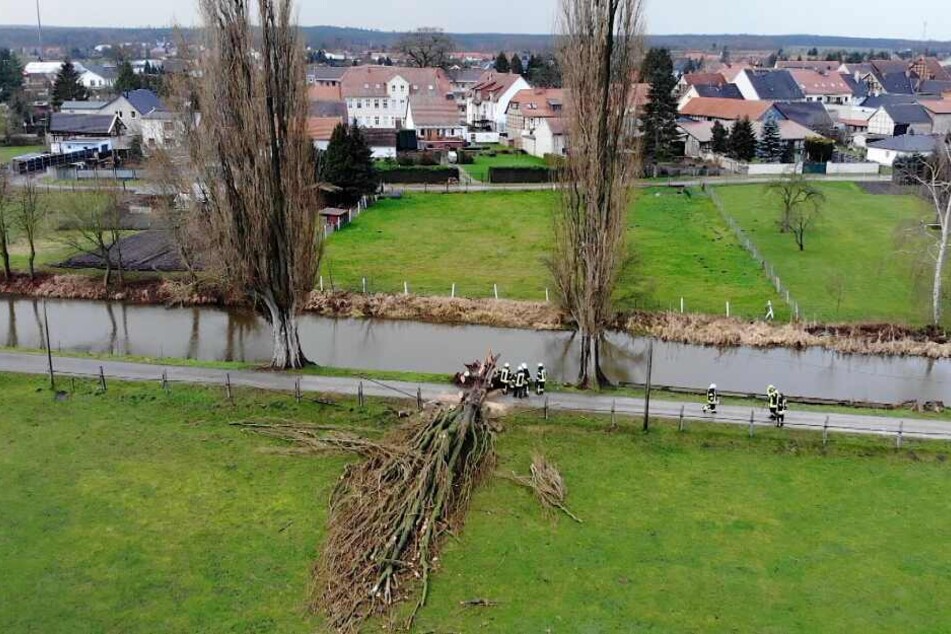 Im Landkreis Börde (Sachsen-Anhalt) wurde diese riesige Pappel entwurzelt.