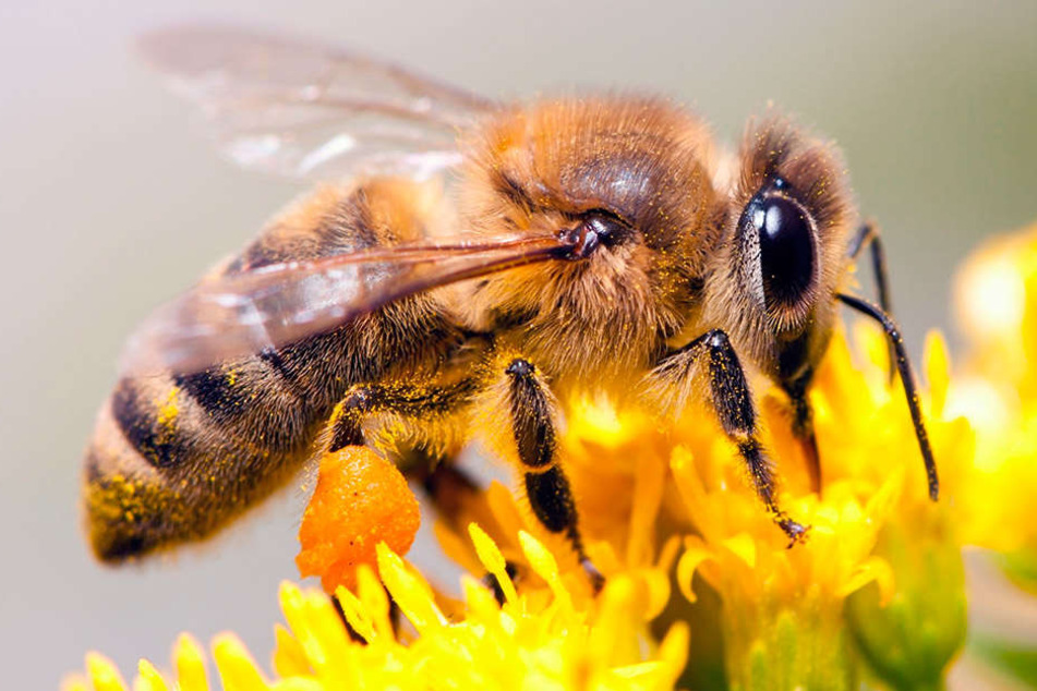Die Kraft der Bienen wird für die Bio-Wickel genutzt.