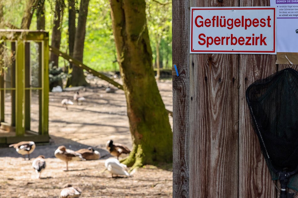 Im Tier- und Erlebnispark Lützen ist am Freitag ein Schwan positiv auf die Geflügelpest getestet worden. 109 Tiere mussten daraufhin getötet werden. (Symbolbild)