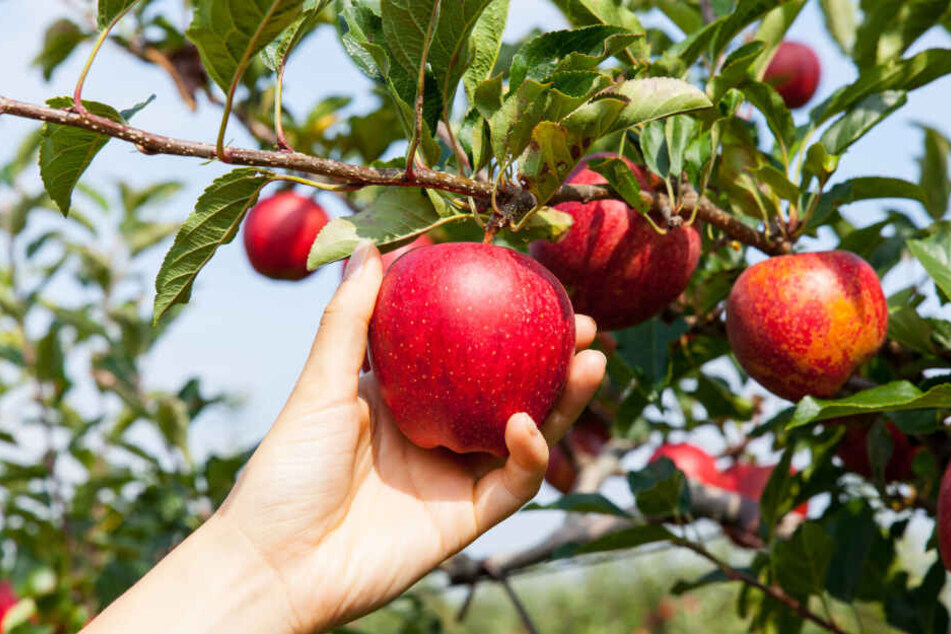 Ein kleiner Apfel im vorbei gehen, wird schon nicht schon schlimm sein? In der Masse sind die Schäden oft hoch. (Symbolbild)