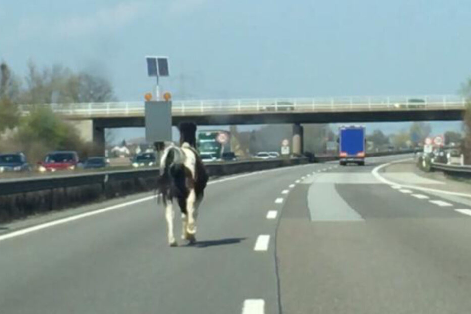 Ein ungewöhnlicher Anblick: Ein Pferd galoppiert auf der A61.