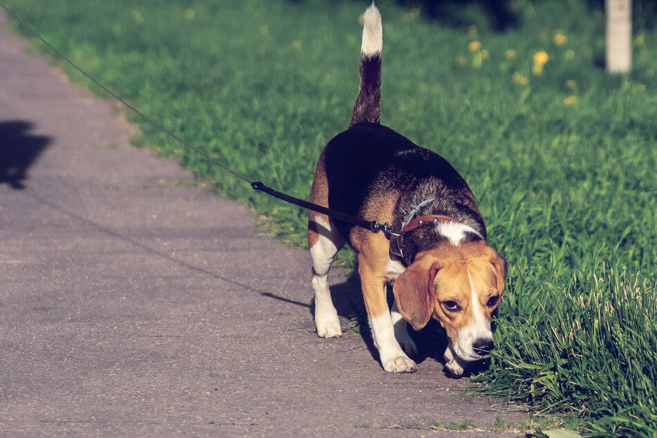 Hund und Frauchen waren auf ihrem ersten Spaziergang im neuen Jahr. (Symbolbild)