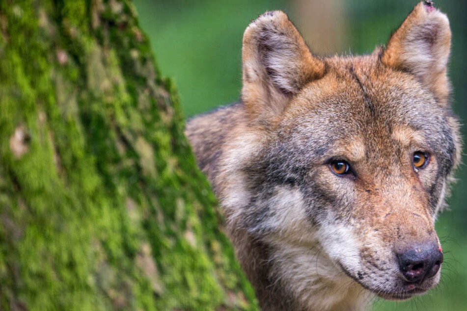 Die Spuren sprechen eine klare Sprache - und deuten auf einen Wolf hin. (Symbolbild)