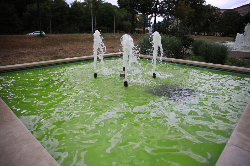 Die Grünalgen im Brunnen hatten das Wasser stark verfärbt.