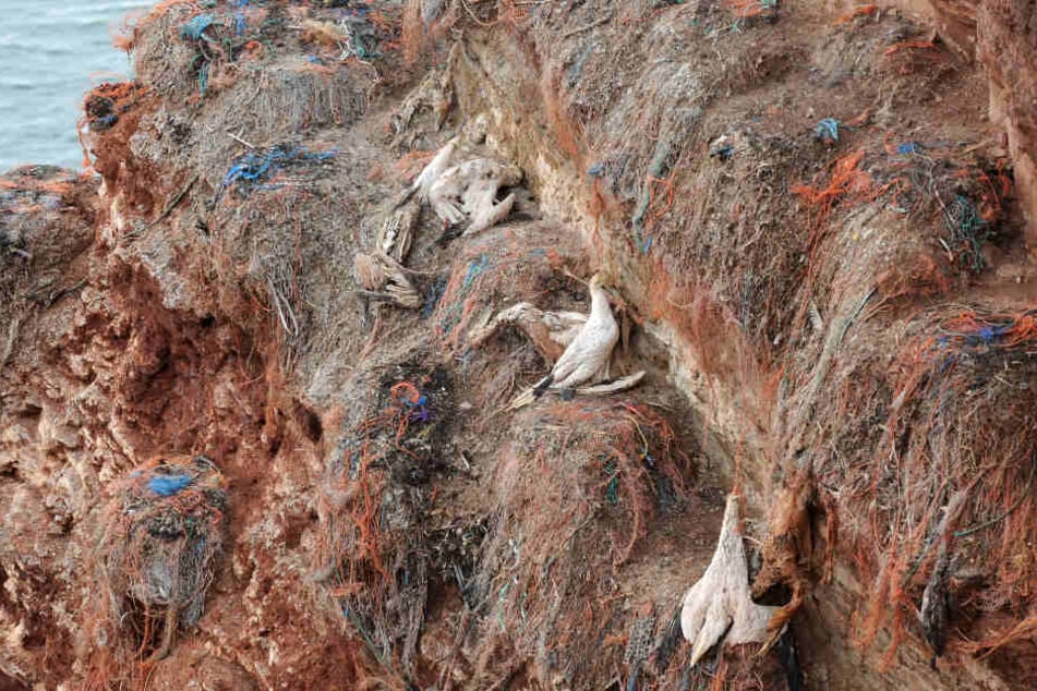 Drei Basstölpel haben sich in Plastikmüll verfangen und sind daran gestorben. (Archivbild)