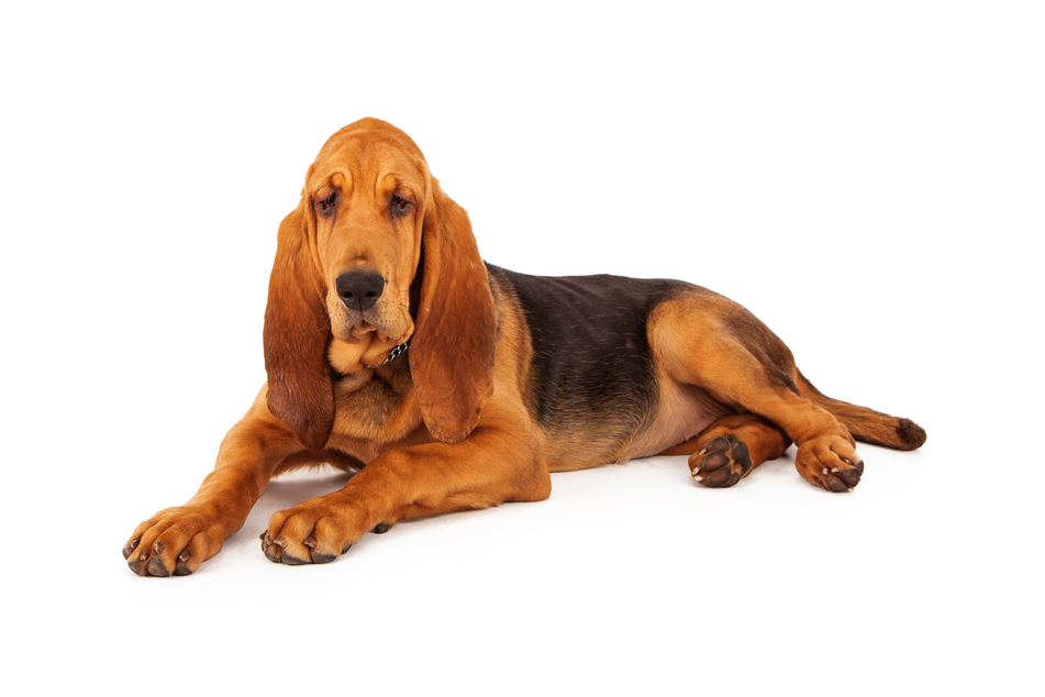 Bloodhounds have some of the most powerful noses on the planet (stock image).