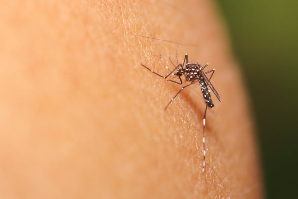 Mosquito bites: How to ditch the itch and heal fast