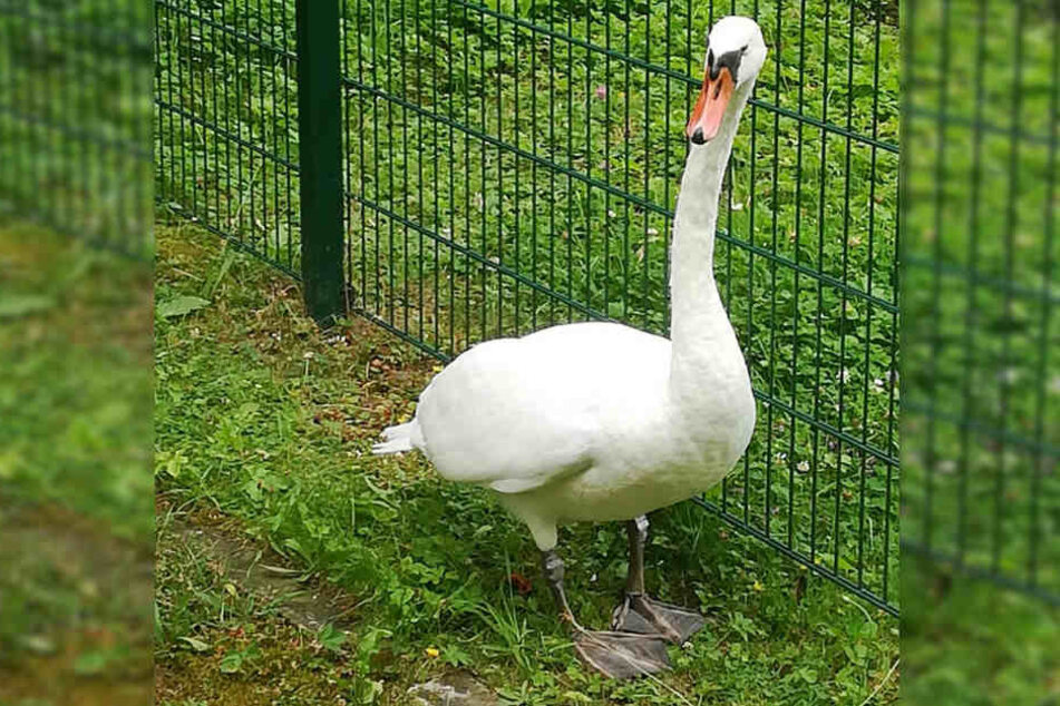 Zwischenzeitlich machte der Schwan noch einen Spaziergang über eine der Liegewiesen.