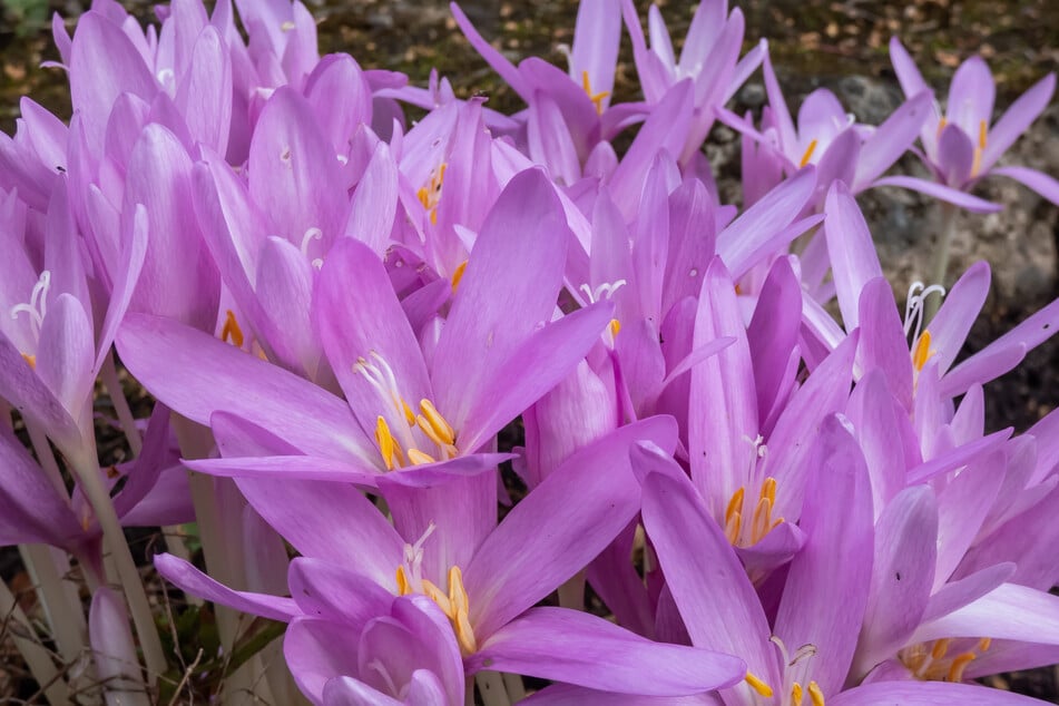 Das Pflücken von Blumen führte am Sonntagabend zu einem körperlichen Angriff. (Symbolfoto)