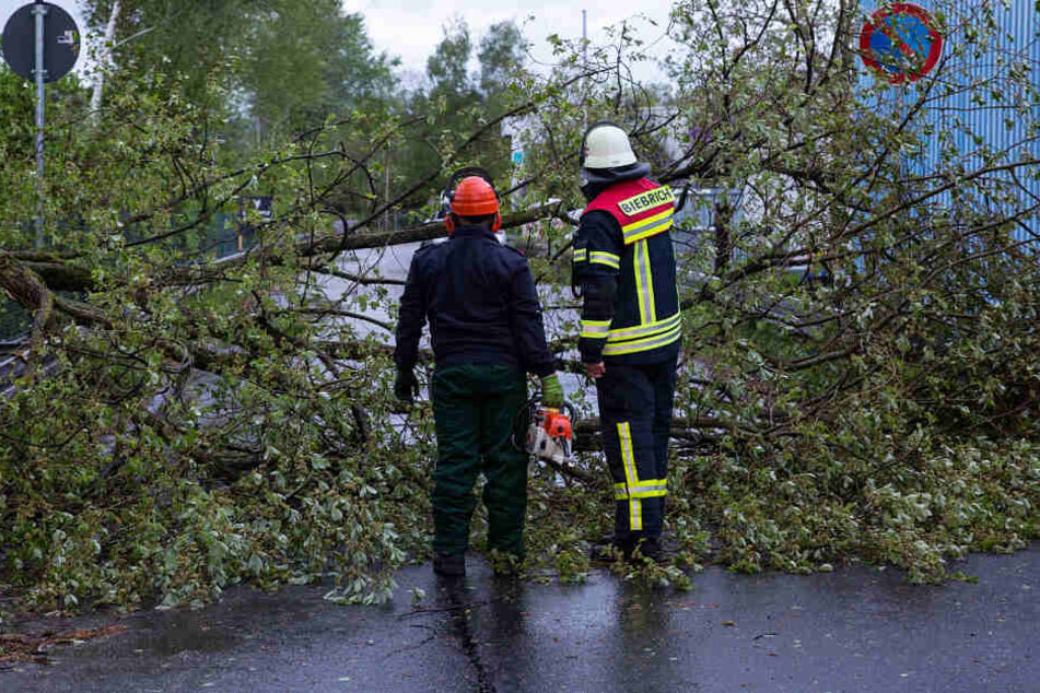 Ein umgestürzter Baum blockiert eine Straße in Wiesbaden.
