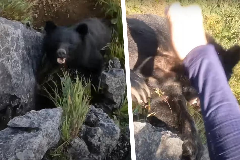 Virales Video: Bär versucht Kletterer zu töten - der wehrt sich mit Händen und Füßen