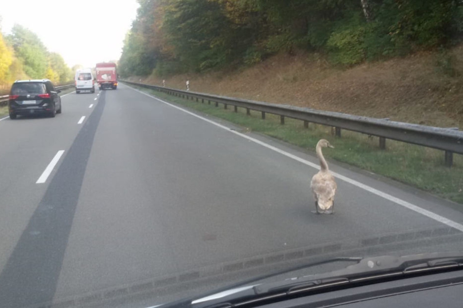 Der Schwan spazierte in aller Ruhe über die Bundesstraße.