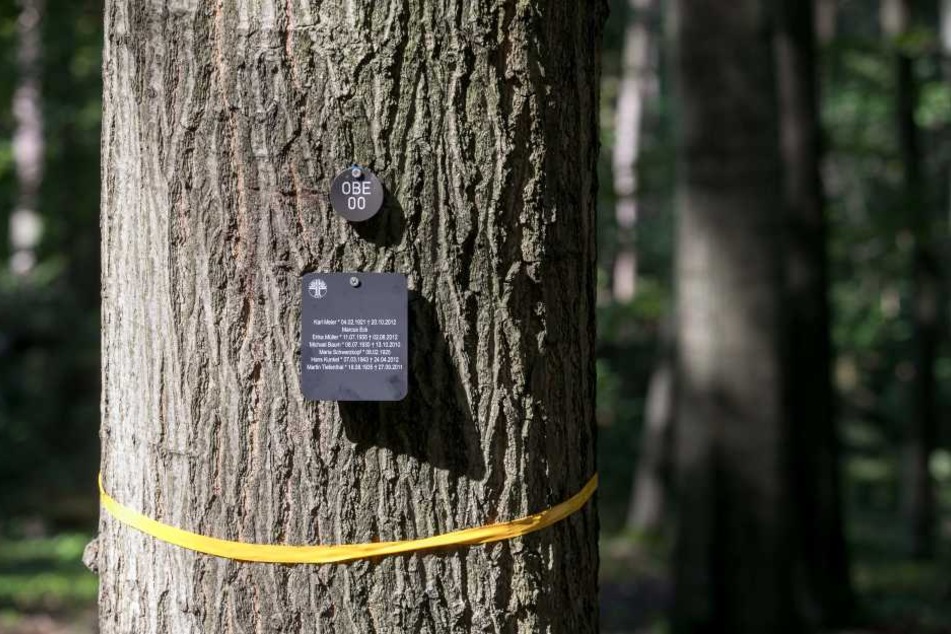So könnte ein Musterbaum aussehen. Ein Basisplatz kostet 490 Euro.